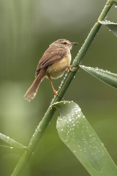 View of tawny-flanked prinia perched on reed with dew drops in serene natural habitat, Hluhluwe, South Africa.
