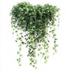 bunch of plants hanging from a ceiling isolated white background