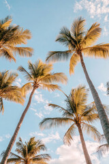group of palm trees with a blue sky
