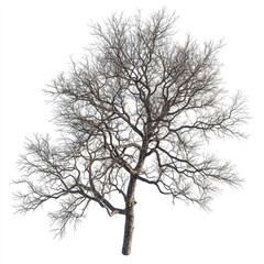 tree without leaves on white background