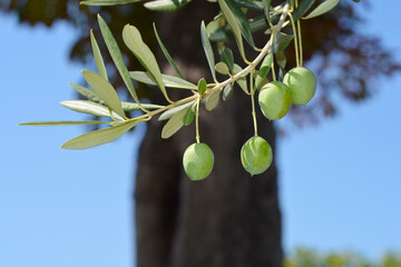 Common olive branch with fruit