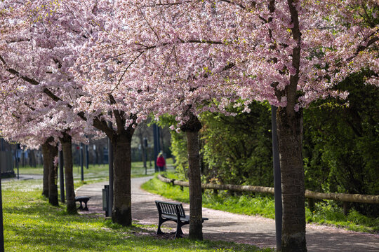 View of tranquil cherry blossoms and tree-lined pathway in spring, Mulhouse, France.