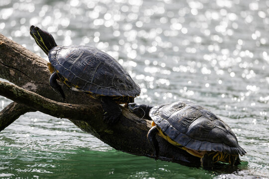 View of a peaceful turtle basking on a branch in a serene wetland, Mulhouse, France.
