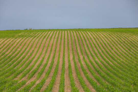 View of tranquil green agricultural fields with rows of crops under a clear sky, Kochersberg, France.