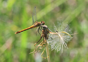 dragonfly resting on a branch