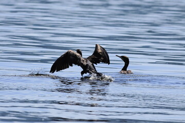 pelican on the beach