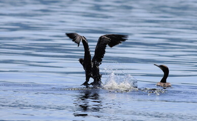 seagull in flight