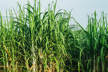 sugarcane fields, fresh’s area, natural growth