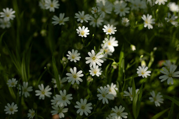 White flowers. Green grass. Field flowers.