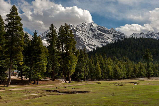 View of breathtaking fairy meadows with snow capped peaks and lush pine trees, Fairy Meadows National Park, Pakistan.
