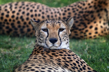 View of a calm cheetah resting on grass in natural habitat, Dubai Zoo, United Arab Emirates.