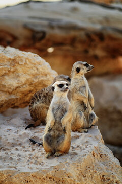 View of alert meerkats in their natural desert habitat near rock formations, Dubai Zoo, United Arab Emirates.
