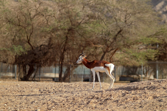 View of gazelles grazing in a sunny desert landscape with trees, Dubai Zoo, United Arab Emirates.