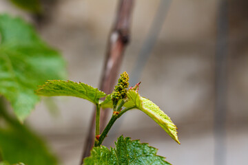 Young leaves on a grape branch