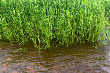 natural background - reed close-up
