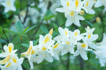 white azalea flowers in the garden