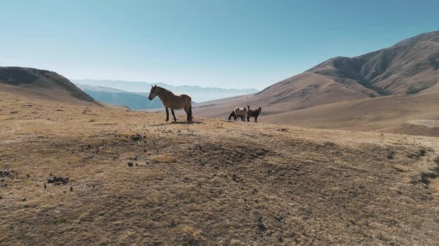Daisy cutter-fly over drone shot of dry Andean mountain range with colored wild horses herd. Sun and blue sky above. Sky makes contrast and gives calm to scene. Shot with Dji Mavic Air 3 at 4K 60fps.