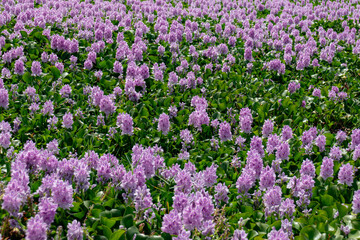 Obraz premium Pontederia crassipes commonly known as common water hyacinth, an aquatic plant Invading The Rishon LeZion lake