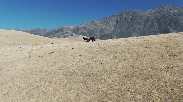 Fast daisy cutter fly over drone shot of wild horses herd in dry Andean mountains, while they feed on fields. High contrast with blue skies and dark mountains. Shot on Dji Mavic Air 3 at 4K 60fps.