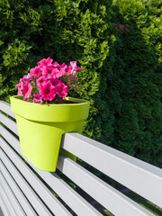 Pink Petunias in Green Pot on Modern Balcony