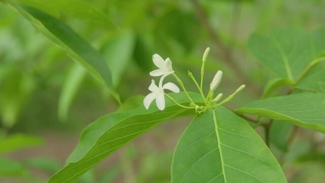 A close-up shot of white Wrightia flowers blooming against vibrant green leaves in a natural setting