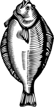 Halibut
