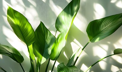 large green leaves in the foreground, with sunlight casting long shadows on white wallpaper, Generative AI