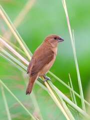 red winged blackbird