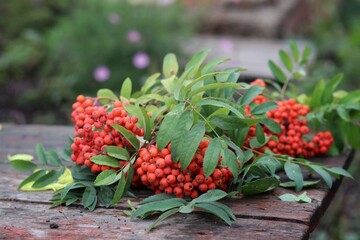 Fototapeta premium berries in a garden