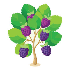 Mulberries in Vibrant Colors Illustration