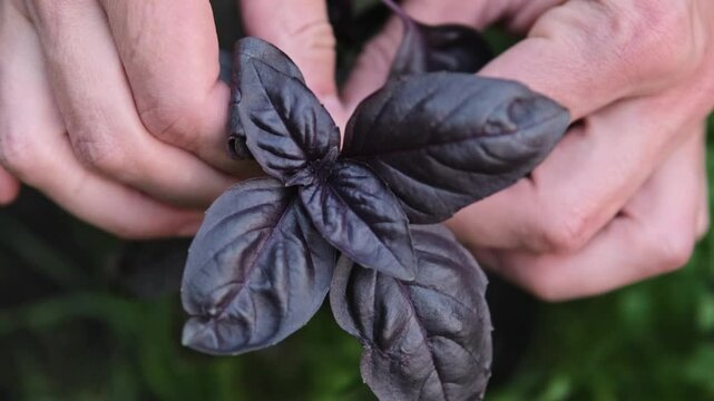 Close-up of a man plucking an sheet of basil. A farmer checks his crop of basil grown. natural food production