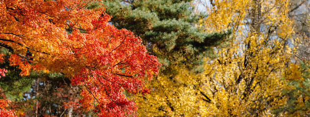 Beautiful maple leaves on the tree in autumn season.