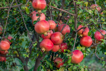Ripe pomegranates fruit hanging on a tree branch in the garden
