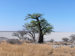 Baobab Baum auf einer Insel in der Salzpfanne Makgadikgadi in Botsuana
