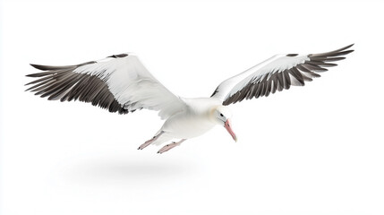 Fototapeta premium A minimalistic image featuring a bird in sharp focus against a clean white background. Ideal for projects that require simplicity and attention to nature, wildlife, or flight themes.