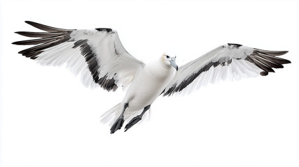 A minimalistic image featuring a bird in sharp focus against a clean white background. Ideal for projects that require simplicity and attention to nature, wildlife, or flight themes.