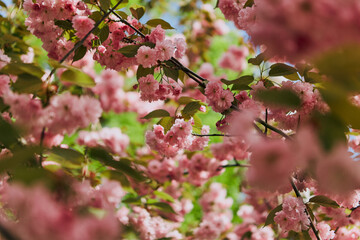 Beautiful blooming tree with pink flowers against a blue sky 