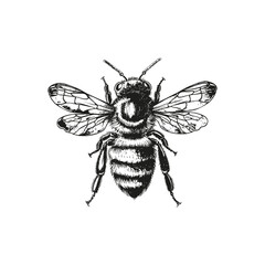 Intricate black and white honeybee. Vector illustration design.