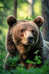 Fototapeta premium portrait of a wild brown bear (ursus arctos) in a lush green forest
