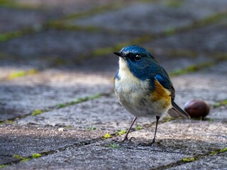 地面に降りてエサを探しているルリビタキの雄