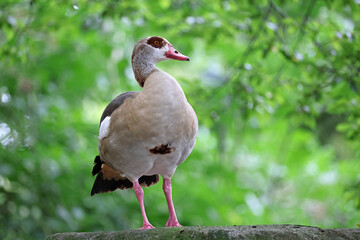 The Egyptian goose (Alopochen aegyptiaca) bird in natural habitat
