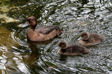 cute duck with ducklings swimming in the lake