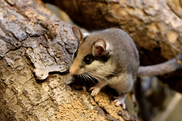 The garden dormouse (Eliomys quercinus) rodent on tree trunk