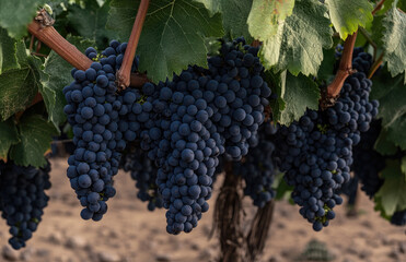 Fototapeta premium A close-up shot of dark purple grapes hanging from the vine in an organic vineyard, with green leaves and vines surrounding them. Created with Ai