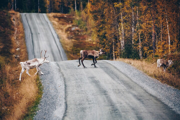 Reindeer. Herd of reindeers running across road in autumn season Finland, Lapland. © NBLX