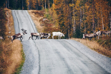 Reindeer. Herd of reindeers running across road in autumn season Finland, Lapland. © NBLX