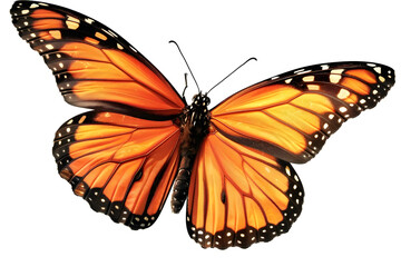 Fototapeta premium Beautiful butterfly, isolated on white or transparent background, PNG