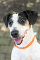 Porträt eines Jack Russell Terrier