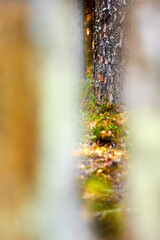 Close up of bark from fire damaged and dead old growth