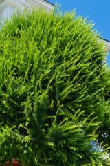 Close-up of green needles of Himalayan cedar (Cedrus Deodara, Deodar) growing near the Wedding Palace, former synagogue, in Stavropol. Beautiful natural green background for any design